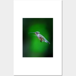 Tongue and Cheek - Ruby-throated hummingbird Posters and Art